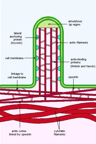 Microvilli Estroflessioni della membrana plasmatica