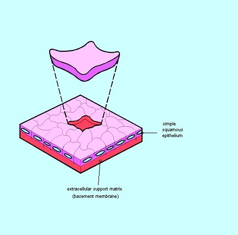 Epitelio Pavimentoso Semplice Singolo strato di cellule appiattite (altezza<larghezza e profondità) Forma variabile.