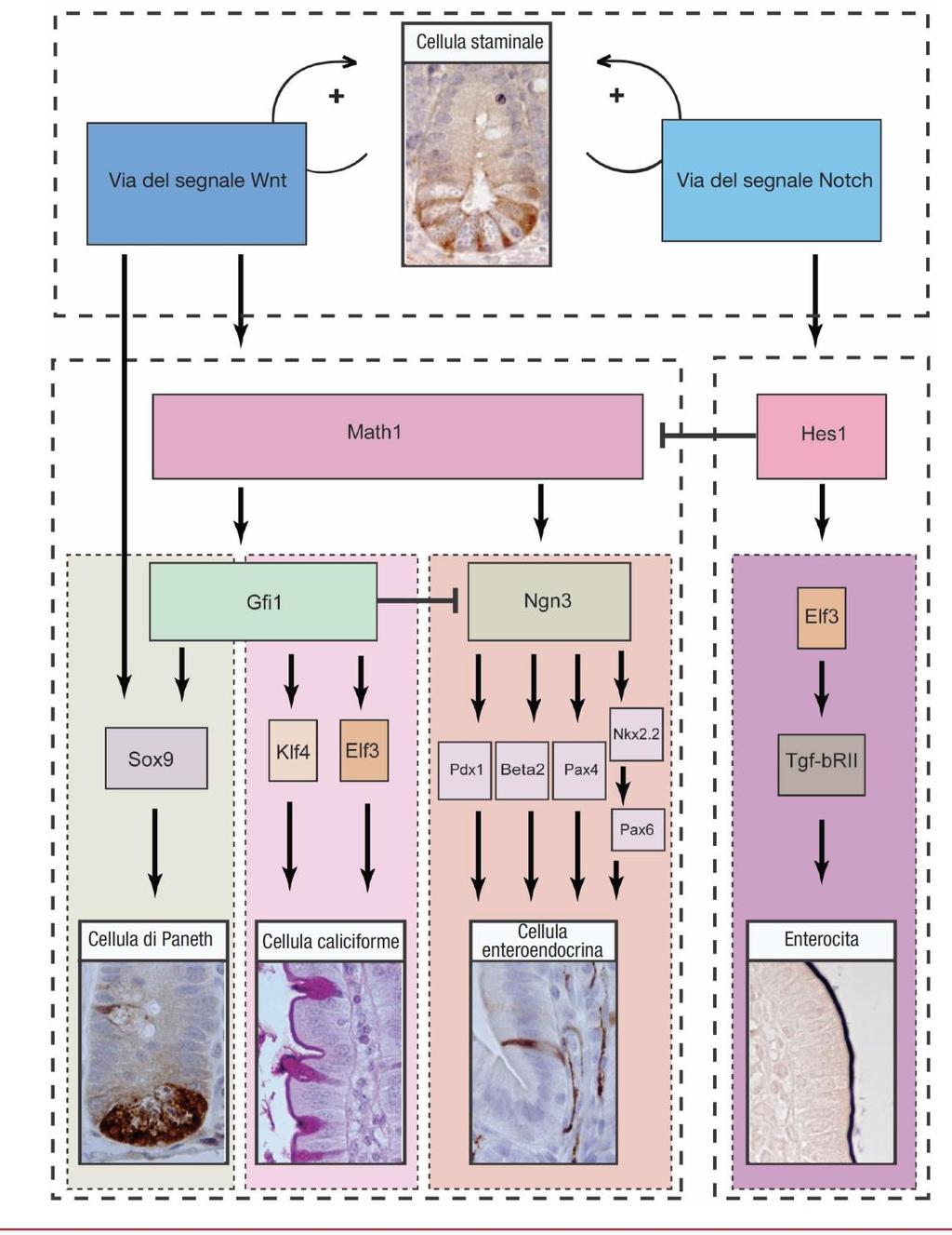 dell epitelio della mucosa