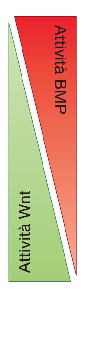 differenziate Cellule