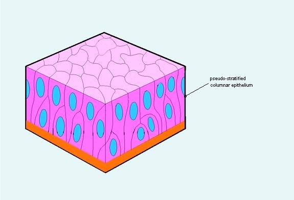 Epitelio Pseudostratificato Cellule di varie forme che appaiono stratificate Nuclei a diverse altezze