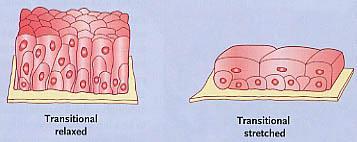 Epitelio di Transizione: Urotelio Nelle vie urinarie (dal bacinetto renale a parte dell uretra) Protezione superficie luminare, Bassa permeabilità, Alta estensibilità.