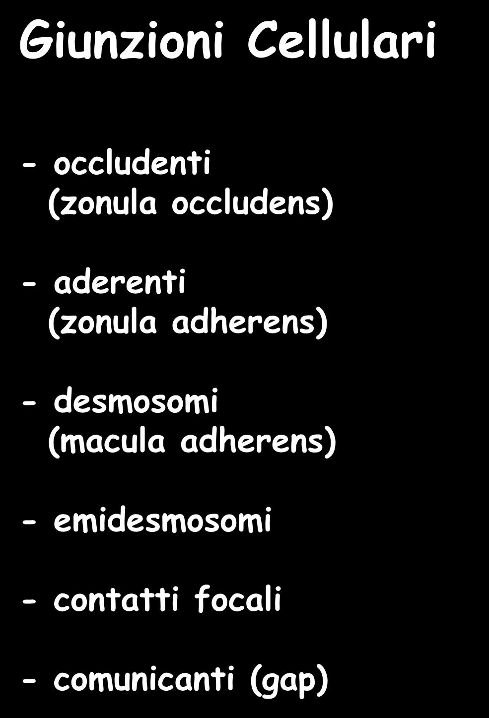 Giunzioni Cellulari - occludenti (zonula