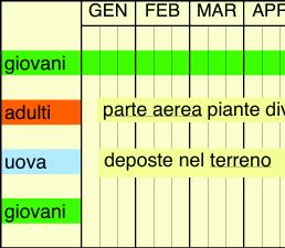 2. ciclo