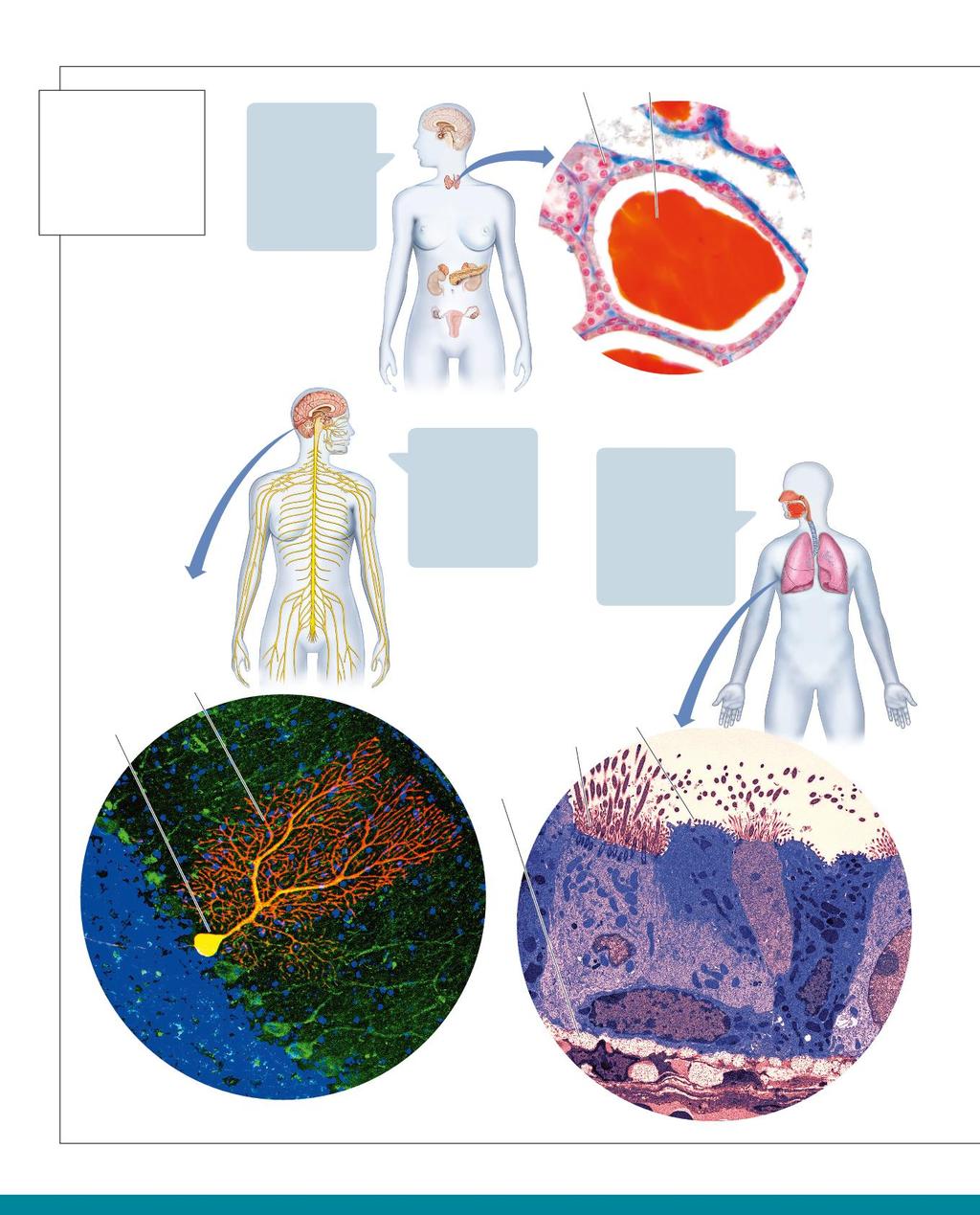 Figura 1.11 Sistemi e apparati, organi e tessuti che li costituiscono L apparato respiratorio e i sistemi del corpo umano: endocrino, nervoso, scheletrico, muscolare e linfatico-immunitario.