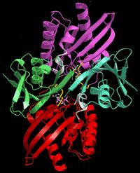 L approccio molecolare Proteine Allozimi DNA Sequenza