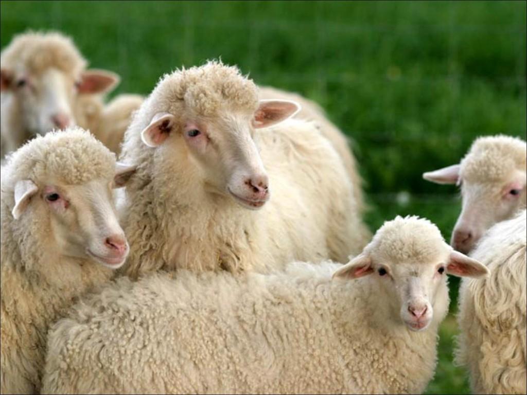 La produzione vendibile Carne Utile Lordo di Stalla: differenza tra i valori degli animali venduti e di quelli acquistati Lana Valore della lana Entrate
