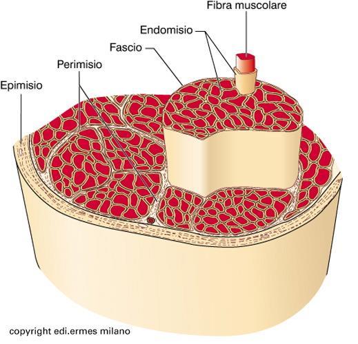 Struttura del