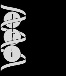 le catene si avvolgono formando delle spirali formate da 6 molecole di