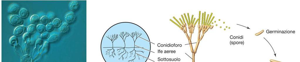 (1) Conidiospore Le conidiospore sono spore portate su strutture