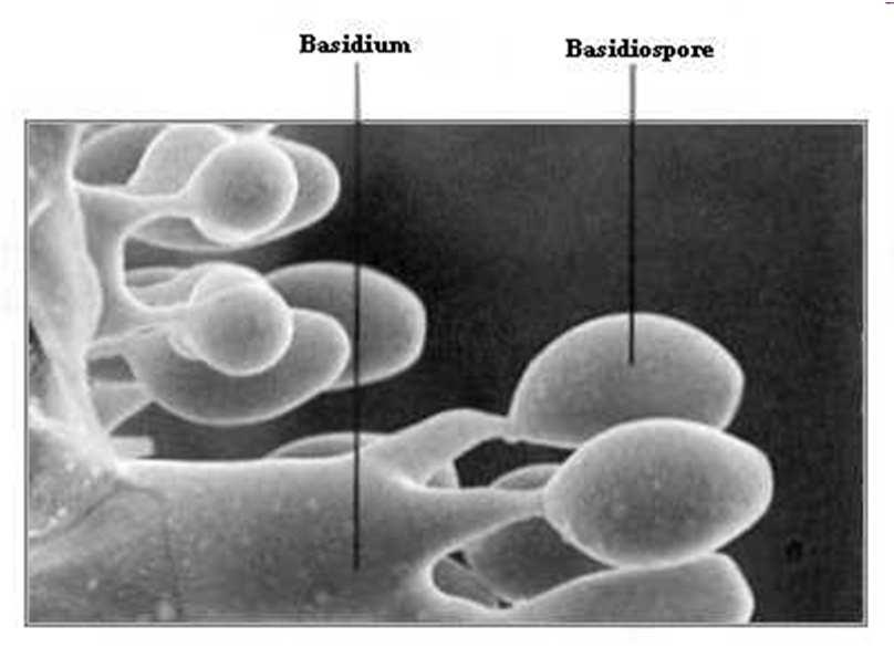 i lieviti Rhodosporum e Sporobolomyces) basidio basidiospora basidiospore basidi 4)
