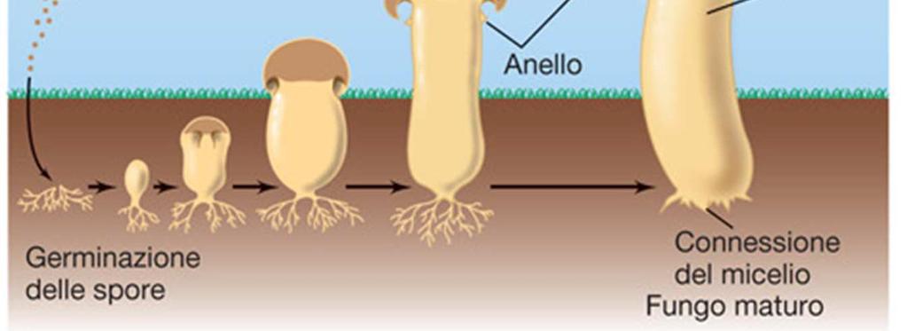 esistenza vive come un semplice micelio nel suolo o in materiale biologico in decomposizione.