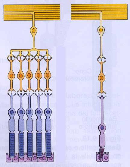 Coni e bastoncelli: differenze Questo diverso grado di convergenza spiega anche perché i coni risolvono meglio i dettagli rispetto ai bastoncelli.