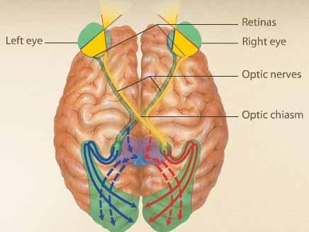 Le vie visive Gli assoni della metà sinistra di ciascuna retina proiettano gli assoni alla parte sinistra del
