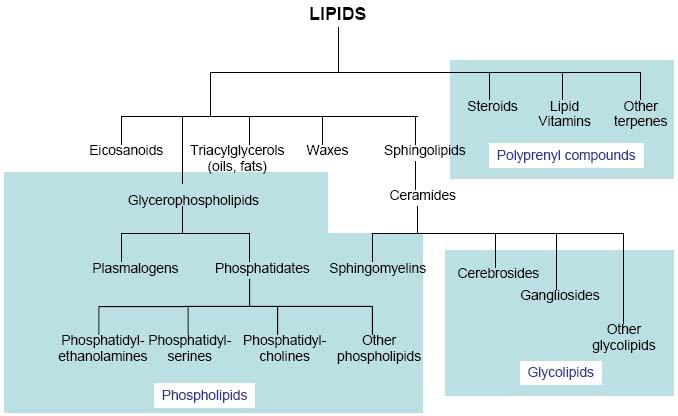 Lipidi: composti