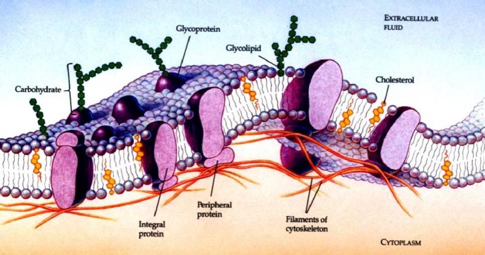 A differenza dei semplici liposomi sono abitate da una grande quantità di proteine transmembrana con varie funzioni (canali, proteine
