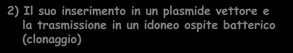 Tecnologia per produrre proteine immunogene prodotte da MGM 1) Isolamento o sintesi del gene di interesse 2) Il suo inserimento in