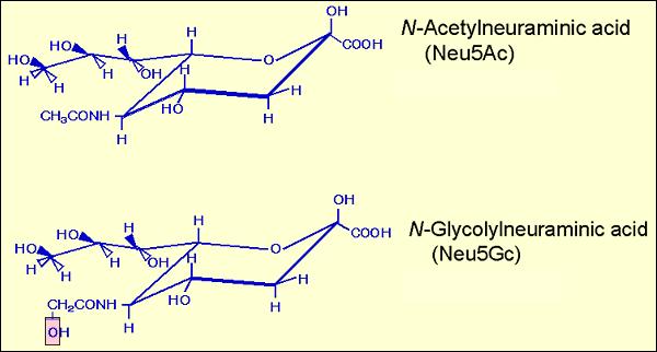 Acidi Sialici Le forme più diffuse in natura sono 2: Neu5Ac Neu5Gc Tra le differenze: l uomo non produce