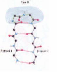 Nei di tipo II l aminoacido in posizione 2 spesso è Pro, poiché facilmente può assumere la conformazione voluta, mentre l