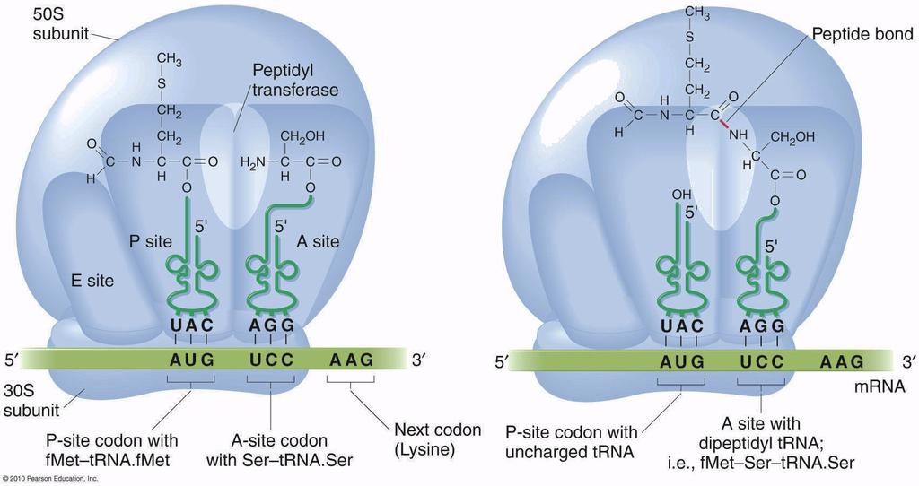 catalizza la formazione del legame peptidico Il peptide