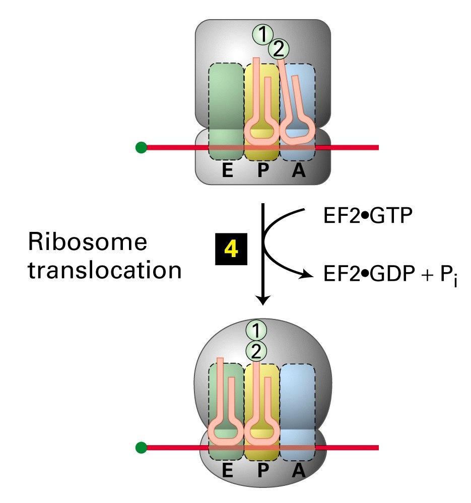 L idrolisi del GTP associato al fattore si allungamento EF2 fornisce l