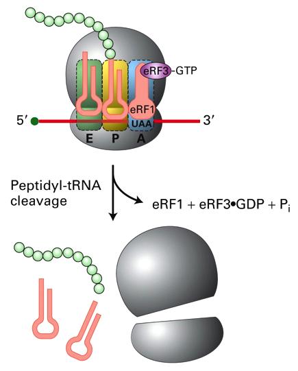 factors) mediano il distacco del peptide e del ribosoma.