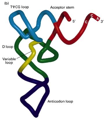 Struttura dei trna: un braccio accettore (CCA) per l attacco dell aminoacido, uno stem-loop a trifoglio con una tripletta (anticodone) all estremità.