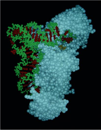 Ogni trna è riconosciuto da UNA soltanto di 20 diverse aminoacil-trna-sintetasi, che catalizzano l attacco di