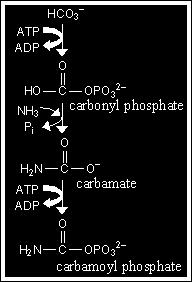 IL CICLO DELL UREA Nell Uomo il catabolismo dei gruppi amminici degli a. acidi porta alla formazione di UREA. L urea è meno tossica dell ammoniaca.