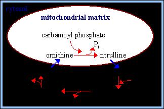 Un sistema di trasporto ornitina/citrullina, localizzato nella membrana