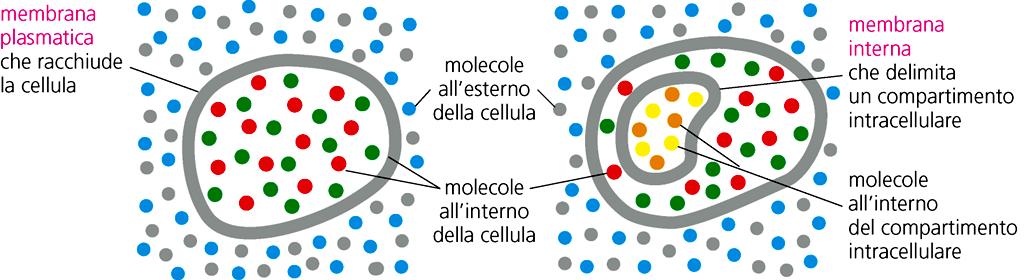 Le membrane cellulari Tutte le cellule, procariote ed eucariote, sono delimitate da una membrana (MEMBRANA PLASMATICA) Molti organelli intracellulari degli