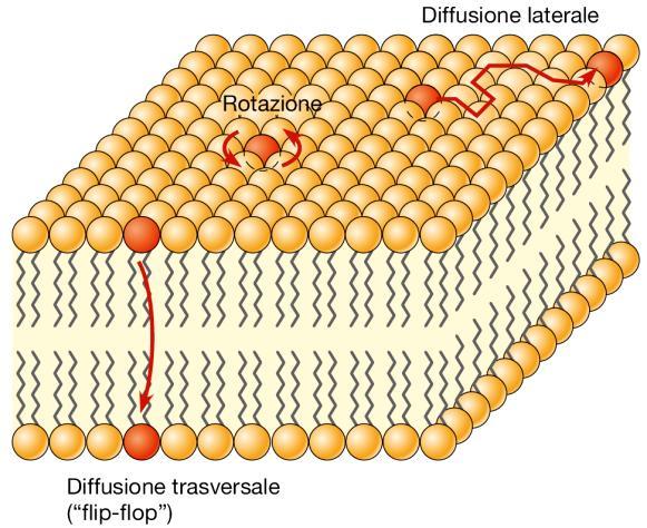 Movimenti dei fosfolipidi all interno della membrana Grazie alla presenza di fosfolipidi insaturi, alla temperatura corporea la membrana ha una consistenza fluida.