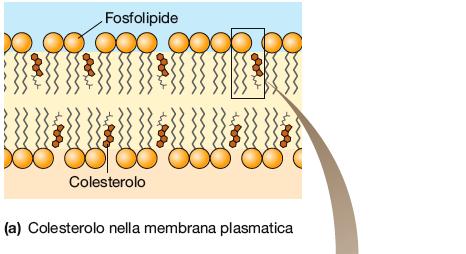 Il colesterolo si colloca negli interstizi tra le molecole fosfolipidiche in entrambi i due