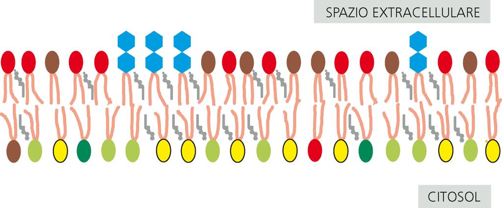 Il doppio strato lipidico è asimmetrico La distribuzione dei fosfolipidi nei due strati della membrana è asimmetrica: alcuni tipi di fosfolipidi sono presenti soltanto in uno dei due strati o più