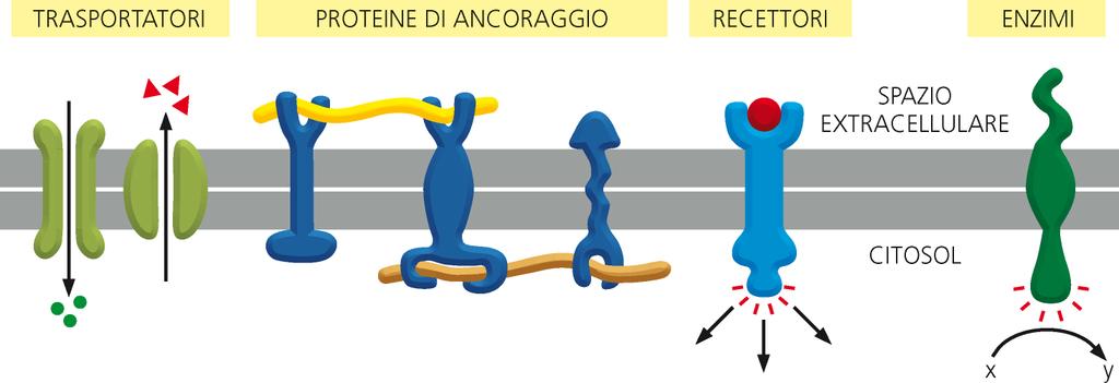 Le proteine di membrana Anche se il doppio strato lipico costituisce la struttura di base delle membrane cellulari e funge da barriera in