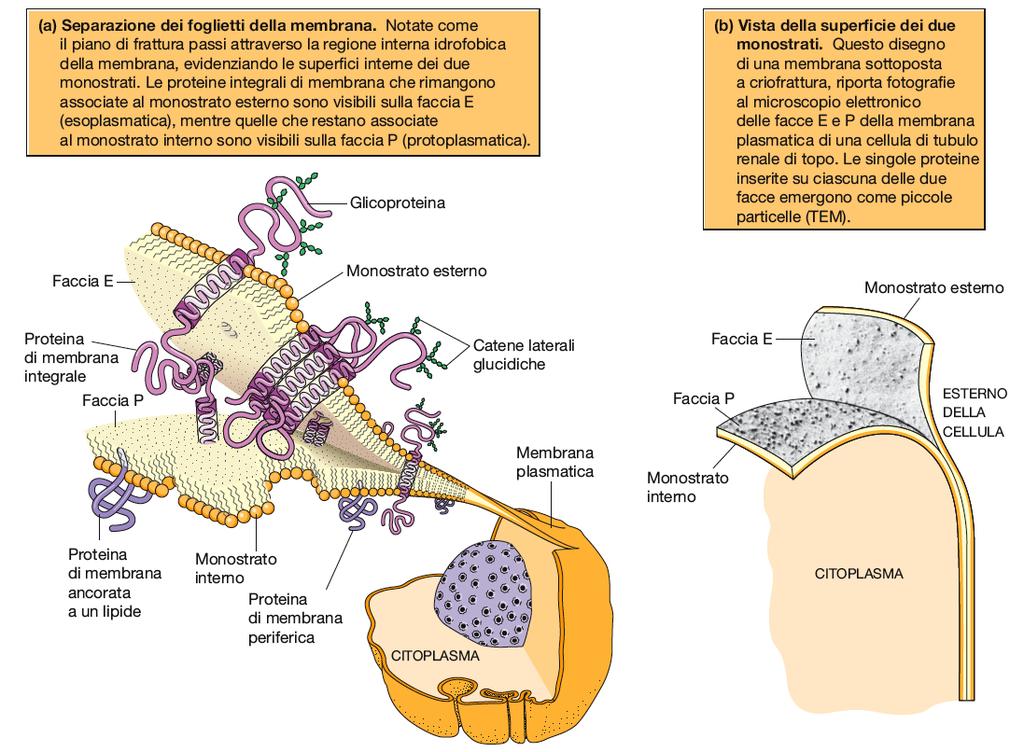 Come sono inserite le proteine nella membrana?