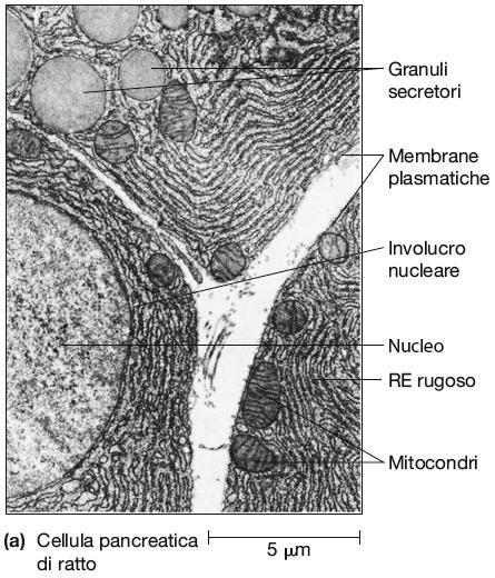 Le membrane interne definiscono i vari compartimenti di