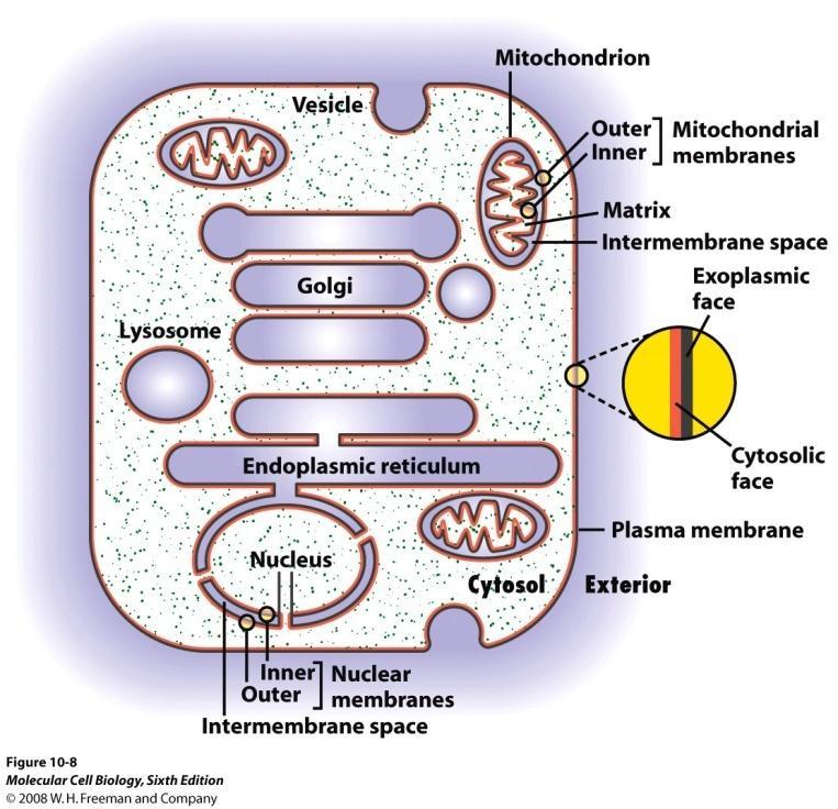Lievi differenze nella composizione di tali membrane