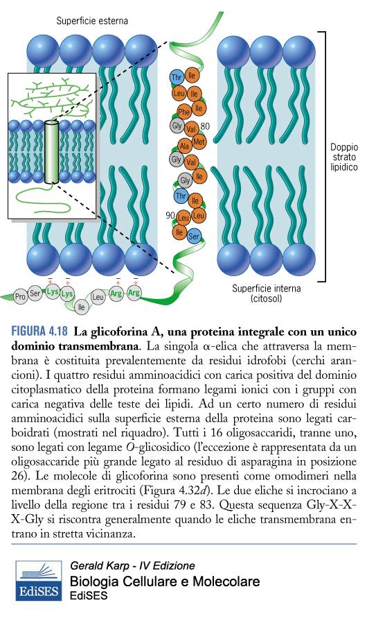 Proteine integrali di membrana Nelle proteine integrali, le catene polipeptidiche che attraversano il doppio strato lipidico (segmenti
