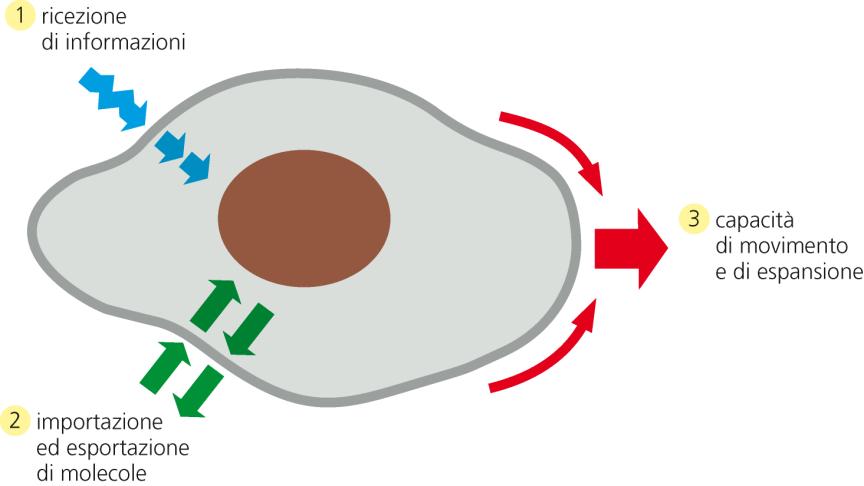 Quali sono le funzioni delle membrane cellulari?