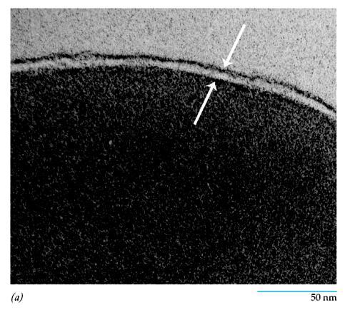 Le membrane cellulari appaiono tri-stratificate