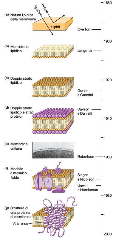 Storia della struttura della membrana plasmatica Le prime ipotesi sulla composizione della membrana plasmatica risalgono a fine 800.