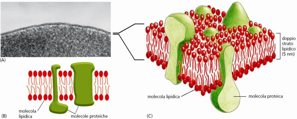 La struttura di base delle membrane è un doppio strato lipidico dello spessore di