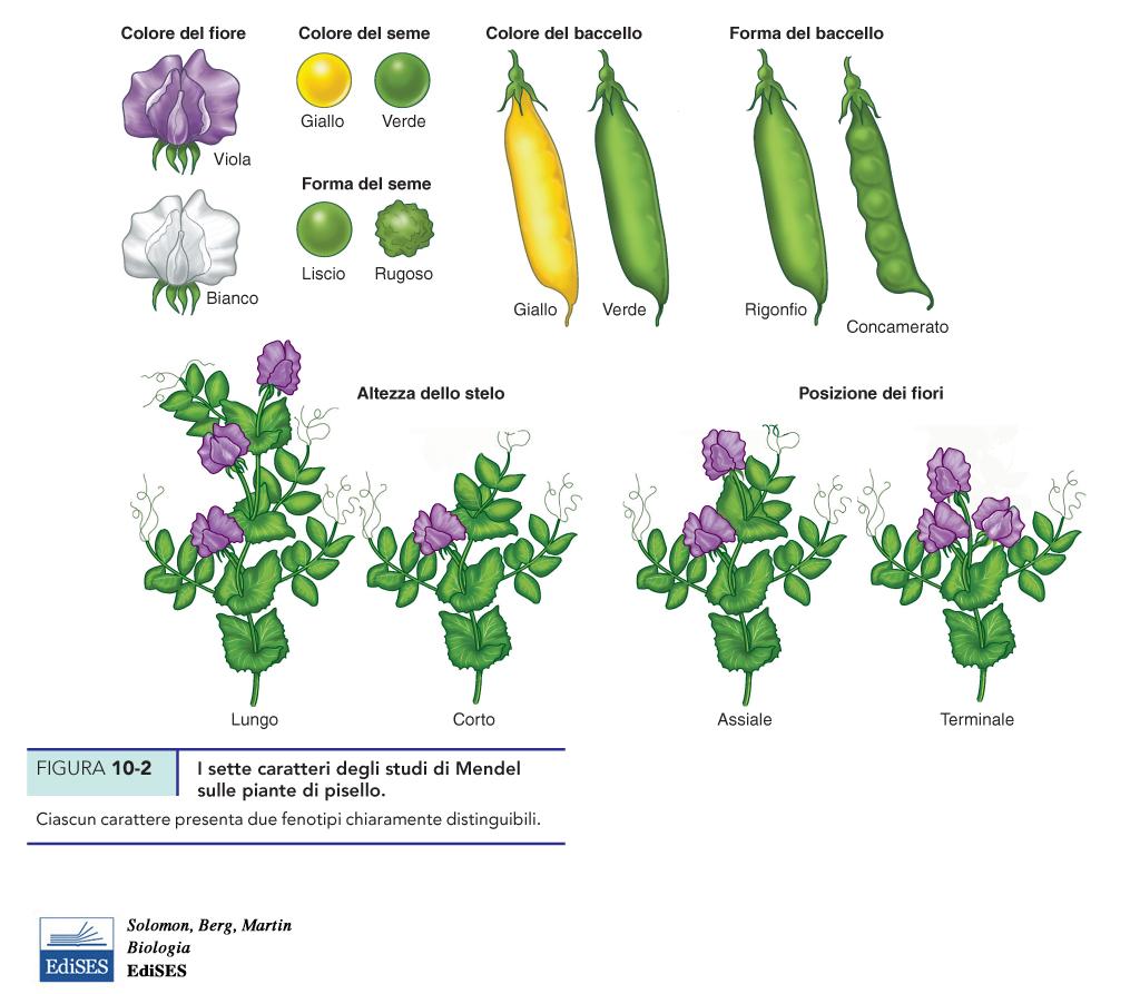 CARATTERE proprietà dell organismo determinata geneticamente (es. colore fiore) TRATTO una particolare variante del carattere (es.