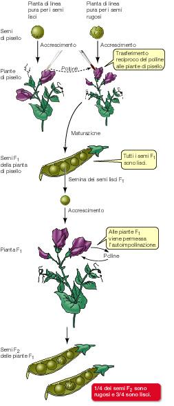 INCROCIO MONOIBRIDO DECRIZIONE GENERAZIONE P (da parentes, parentale) LINEE PURE a semi