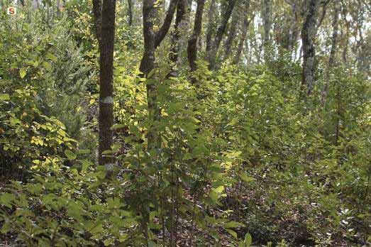 produrre una fioritura più bella ed abbondante.