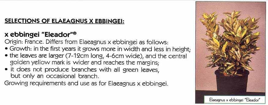 Varietà «brevettate» Altro esempio l Elaeagnus x ebbingei Eleador Questa è una magnifica varietà, praticamente