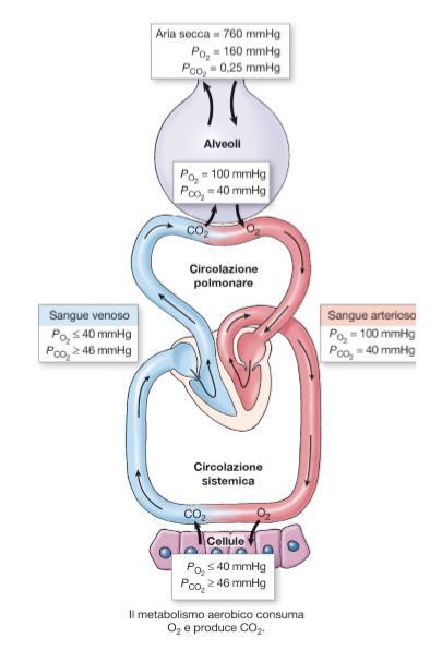 Analizziamo ora con più precisione le pressioni parziali dei gas nell aria esterna, all interno degli alveoli e del sangue venoso e arterioso. Fig.