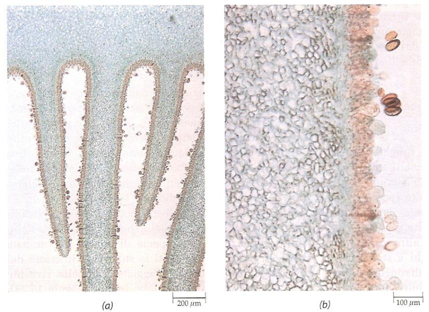 Basidiomiceti basidiospore sterigma Basidio (sporangio