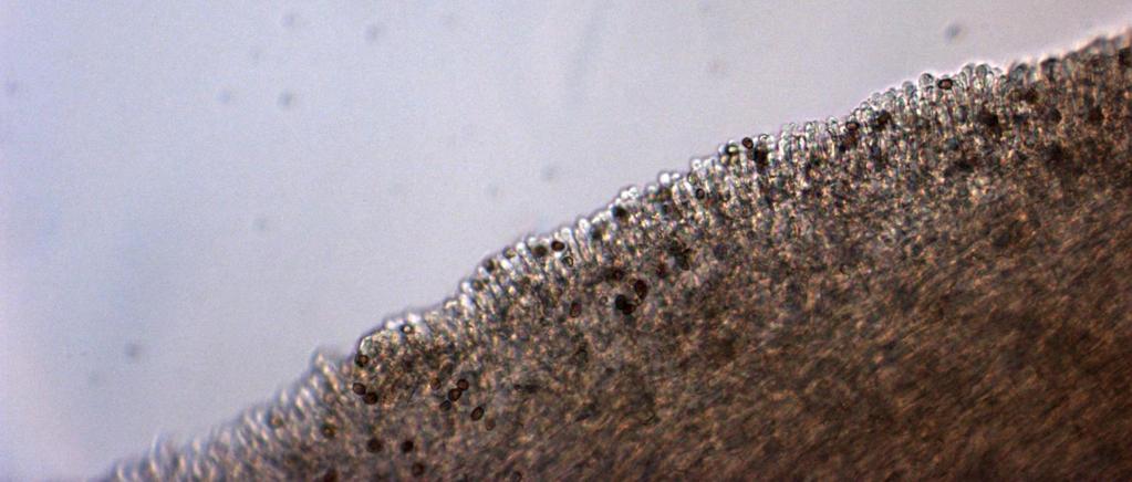 Agaricus bisporus (Basidiomiceti) lamelle Il corpo fungino bianco